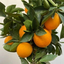 Orangenbaum, Stamm, Topf-Ø Ca. 22 Cm, Höhe Ca. 70 Cm -Gartenprodukte 0630100030 KB Citrus sinensis Stamm T33 41 104200