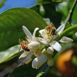 Orangenbaum, Stamm, Topf-Ø Ca. 22 Cm, Höhe Ca. 70 Cm -Gartenprodukte 0630100030 KB Citrus sinensis Stamm T33 4 87842
