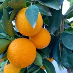 Orangenbaum, Stamm, Topf-Ø Ca. 22 Cm, Höhe Ca. 70 Cm -Gartenprodukte 0630100030 KB Citrus sinensis Stamm T33 6 104198