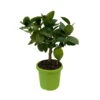 Limette 'Verde', Mini-Stamm, Topf-Ø 15 Cm -Gartenprodukte 0630100414 KB Citrus latifolia Mini Stamm T15 2 104314
