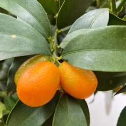 Kumquat, Kurz-Stamm, Topf-Ø 26 Cm -Gartenprodukte 0630100530 KB Citrus fort marg Stamm T33 Kumquat 3 90765