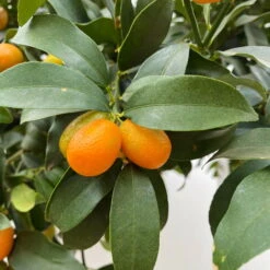 Kumquat, Kurz-Stamm, Topf-Ø 26 Cm -Gartenprodukte 0630100530 KB Citrus fort marg Stamm T33 Kumquat 4 90764