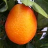 Kumquat-Clementine 'Kucle', Ministamm, Topf-Ø 15 Cm, Höhe Ca. 40 Cm -Gartenprodukte 0630100665 KB Citrus Spalier T15 Kucle farbiger Topf H40 1 78896