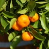 Clementine, Stamm, Topf-Ø Ca. 20 Cm, Höhe Ca. 60 Cm -Gartenprodukte 0630100698 KB Citrus clementina Stamm T33 2 87843