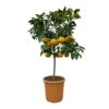 Grapefruitbaum, Stamm, Topf-Ø Ca. 33 Cm, Höhe Ca. 150 Cm -Gartenprodukte 0630100702 KB Citrus Paradisi Stamm T33 10 104320