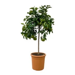 Grapefruitbaum, Stamm, Topf-Ø Ca. 33 Cm, Höhe Ca. 150 Cm -Gartenprodukte 0630100702 KB Citrus Paradisi Stamm T33 2 104321