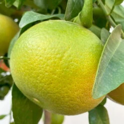 Grapefruitbaum, Stamm, Topf-Ø Ca. 33 Cm, Höhe Ca. 150 Cm -Gartenprodukte 0630100702 KB Citrus Paradisi Stamm T33 6 104221