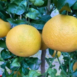 Grapefruitbaum, Stamm, Topf-Ø Ca. 33 Cm, Höhe Ca. 150 Cm -Gartenprodukte 0630100702 KB Citrus Paradisi Stamm T33 9 104219