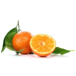 Clementine, Stamm, Topf-Ø Ca. 20 Cm, Höhe Ca. 60 Cm -Gartenprodukte 0630100712 0630100713 KB Citrus clementina Stamm WS 98317