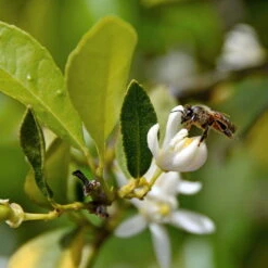 Limette 'Verde', Mini-Stamm, Topf-Ø 15 Cm -Gartenprodukte 0630100730 KB Citrus latifolia Mini Stamm T15 Lima verde WS 2 98112