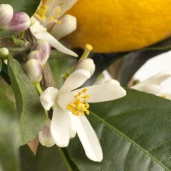 Meyers Zitrone, Stamm,Topf-Ø 20 Cm, Höhe Ca. 60 Cm -Gartenprodukte 0630100733 KB Citrus limon Stamm T15 H40 Meyeri farbiger Topf WS 2 98121