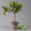 Zitronenbaum 'Variegata', Stamm, Topf-Ø 20 Cm, Höhe Ca. 60 Cm -Gartenprodukte 0630100776 K.B.Citrus limon VariegataStamm T20 3162Giambo Bunte Zitrone H60 1 125572
