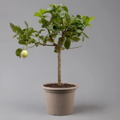 Zitronenbaum 'Variegata', Stamm, Topf-Ø 20 Cm, Höhe Ca. 60 Cm -Gartenprodukte 0630100776 K.B.Citrus limon VariegataStamm T20 3162Giambo Bunte Zitrone H60 2 125575