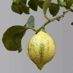 Zitronenbaum 'Variegata', Stamm, Topf-Ø 20 Cm, Höhe Ca. 60 Cm -Gartenprodukte 0630100776 K.B.Citrus limon VariegataStamm T20 3162Giambo Bunte Zitrone H60 4 125573