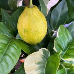 Zitronenbaum 'Variegata', Stamm, Topf-Ø 20 Cm, Höhe Ca. 60 Cm -Gartenprodukte 0630200053 Citrus limon Variegata Stamm Buntlaubige Zitrone 2 104828