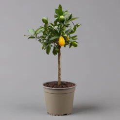 Limequat, Topf Ca. 20 Cm Ø, Höhe Ca. 60 Cm, -Gartenprodukte 0630300001 Citrus x floridana Stamm T20 3162 Limequat H60 farb Topf 2 125604