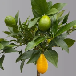 Limequat, Topf Ca. 20 Cm Ø, Höhe Ca. 60 Cm, -Gartenprodukte 0630300001 Citrus x floridana Stamm T20 3162 Limequat H60 farb Topf 3 125603