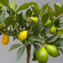 Limequat, Topf Ca. 20 Cm Ø, Höhe Ca. 60 Cm, -Gartenprodukte 0630300001 Citrus x floridana Stamm T20 3162 Limequat H60 farb Topf 4 125602