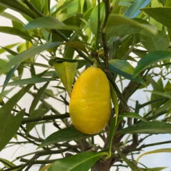 Limequat, Topf Ca. 20 Cm Ø, Höhe Ca. 60 Cm, -Gartenprodukte 0630300001 Citrus x floridana Stamm T20 5 104268