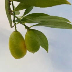 Limequat, Topf Ca. 20 Cm Ø, Höhe Ca. 60 Cm, -Gartenprodukte 0630300001 Citrus x floridana Stamm T20 8 104269