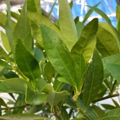 Limequat, Topf Ca. 20 Cm Ø, Höhe Ca. 60 Cm, -Gartenprodukte 0630300001 Citrus x floridana Stamm T20 9 104270