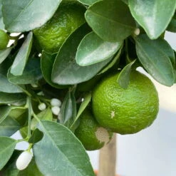 Römische Limette, Stamm, Topf-Ø 20 Cm, Höhe Ca. 70 Cm -Gartenprodukte 0630300037 Citrus limetta Stamm Pursha 8 104816