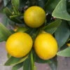 Kumquat, Kurz-Stamm, Topf-Ø 26 Cm -Gartenprodukte 0630400015 Citrus fort margarita Stamm T20 H60 70 Kumquat farbiger Topf 7 78902