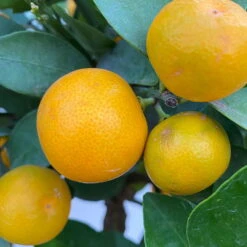 Calamondin, Stamm, Topf-Ø 24 Cm, Höhe Ca. 100 - 140 Cm -Gartenprodukte 0630400020 Citrus madurensis Stamm T24 5 104279