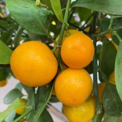 Calamondin, Stamm, Topf-Ø 24 Cm, Höhe Ca. 100 - 140 Cm -Gartenprodukte 0630400020 Citrus madurensis Stamm T24 8 104280