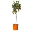 Calamondin, Stamm, Topf-Ø 24 Cm, Höhe Ca. 100 - 140 Cm -Gartenprodukte 0630400020 Citrus madurensis Stamm T24 1 114169
