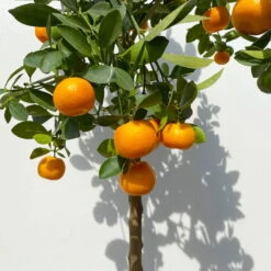 Calamondin, Stamm, Topf-Ø 24 Cm, Höhe Ca. 100 - 140 Cm -Gartenprodukte 0630400020 Citrus madurensis Stamm T24 3 114142