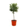 Mandarinenbaum, Stamm, Topf-Ø Ca. 24 Cm, Höhe Ca. 140 Cm -Gartenprodukte 0630400025 Citrus reticulata Stamm T24 2 104339