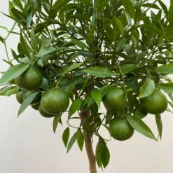 Mandarinenbaum, Stamm, Topf-Ø Ca. 24 Cm, Höhe Ca. 140 Cm -Gartenprodukte 0630400025 Citrus reticulata Stamm T24 3 104283