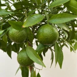 Mandarinenbaum, Stamm, Topf-Ø Ca. 24 Cm, Höhe Ca. 140 Cm -Gartenprodukte 0630400025 Citrus reticulata Stamm T24 4 104284