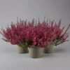 Knospenheide, Rot, Topf-Ø 17 Cm, 3er-Set -Gartenprodukte 0650100497 Calluna vulgaris T17 rot Knospenblueher 3erSet 1 126017