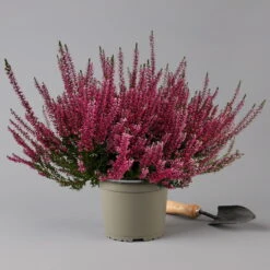 Knospenheide, Rot, Topf-Ø 17 Cm, 3er-Set -Gartenprodukte 0650100497 Calluna vulgaris T17 rot Knospenblueher 3erSet 2 126018