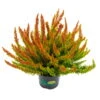 Besenheide SKYLINE®, Rot-orange, Sorte Variiert, Topf-Ø 11 Cm, 6er-Set -Gartenprodukte 0650300024 Calluna Skyline T11er Skyline Dallas einzel 79847