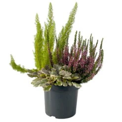Calluna Mix, Rot-rosa, Topf-Ø 17cm, 2er-Set -Gartenprodukte 0651200033 0651200038 Calluna Mixtopf T17 Calluna rot Erica arborea Ajuga 2 114174