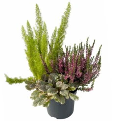 Calluna Mix, Rot-rosa, Topf-Ø 17cm, 2er-Set -Gartenprodukte 0651200033 0651200038 Calluna Mixtopf T17 Calluna rot Erica arborea Ajuga 3 114175