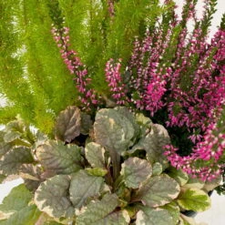 Calluna Mix, Rot-rosa, Topf-Ø 17cm, 2er-Set -Gartenprodukte 0651200033 0651200038 Calluna Mixtopf T17 Calluna rot Erica arborea Ajuga 9 114145