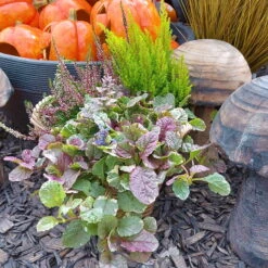 Calluna Mix, Rot-rosa, Topf-Ø 17cm, 2er-Set -Gartenprodukte 0651200038 Calluna Mixtopf 2er Set Calluna rot Erica arborea Ajuga 1 81510