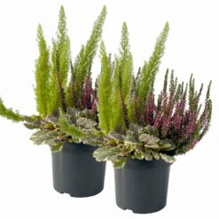 Calluna Mix, Rot-rosa, Topf-Ø 17cm, 2er-Set