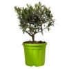 Olivenbaum, Busch, Topf-Ø 21 Cm, Höhe Ca. 50 Cm -Gartenprodukte 0680200045 Koelle Olea europaea T21 Busch 2 112230