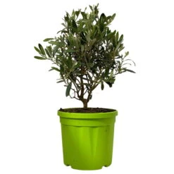 Olivenbaum, Busch, Topf-Ø 21 Cm, Höhe Ca. 50 Cm -Gartenprodukte 0680200045 Koelle Olea europaea T21 Busch 5 112231