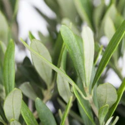 Olivenbaum, Busch, Topf-Ø 21 Cm, Höhe Ca. 50 Cm -Gartenprodukte 0680200048 0680200051 0680200054 0680200057 0680200061 0680200075 Koelle Olea europaea Busch 76777