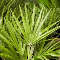 Chamaerops Humilis, Topf-Ø 22 Cm, Höhe Ca. 70 Cm -Gartenprodukte 0680300018 0680300116 0680300138 Chamaerops humilis 1 78543