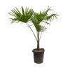 Hanfpalme, Topf-Ø 35 Cm, Höhe Ca. 130-140 Cm -Gartenprodukte 0680300061 Trachycarpus fortuneii T35 2 91062