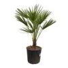 Chamaerops Humilis, Topf-Ø 22 Cm, Höhe Ca. 70 Cm -Gartenprodukte 0680300116 Chamaerops humilis T22 H80 4 92465