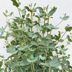 Eukalyptus, Busch, Topf-Ø 19 Cm, Höhe Ca. 45 Cm -Gartenprodukte 0680400016 Eucalyptus gunnii Busch T19 3 106636