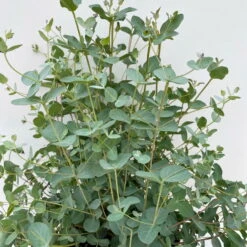 Eukalyptus, Busch, Topf-Ø 19 Cm, Höhe Ca. 45 Cm -Gartenprodukte 0680400016 Eucalyptus gunnii Busch T19 4 106635